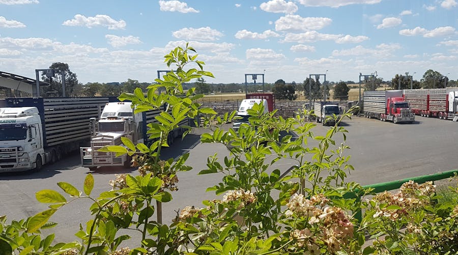 Naracoorte Regional Livestock Exchange