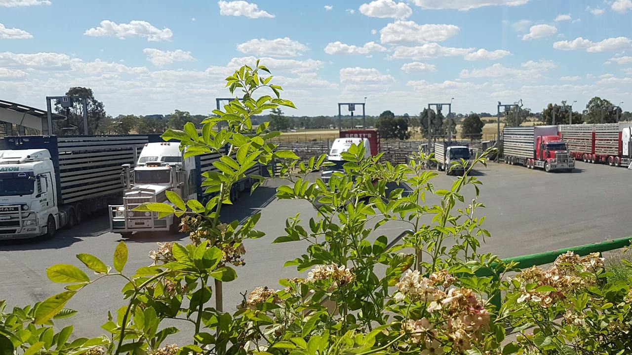 Naracoorte Regional Livestock Exchange