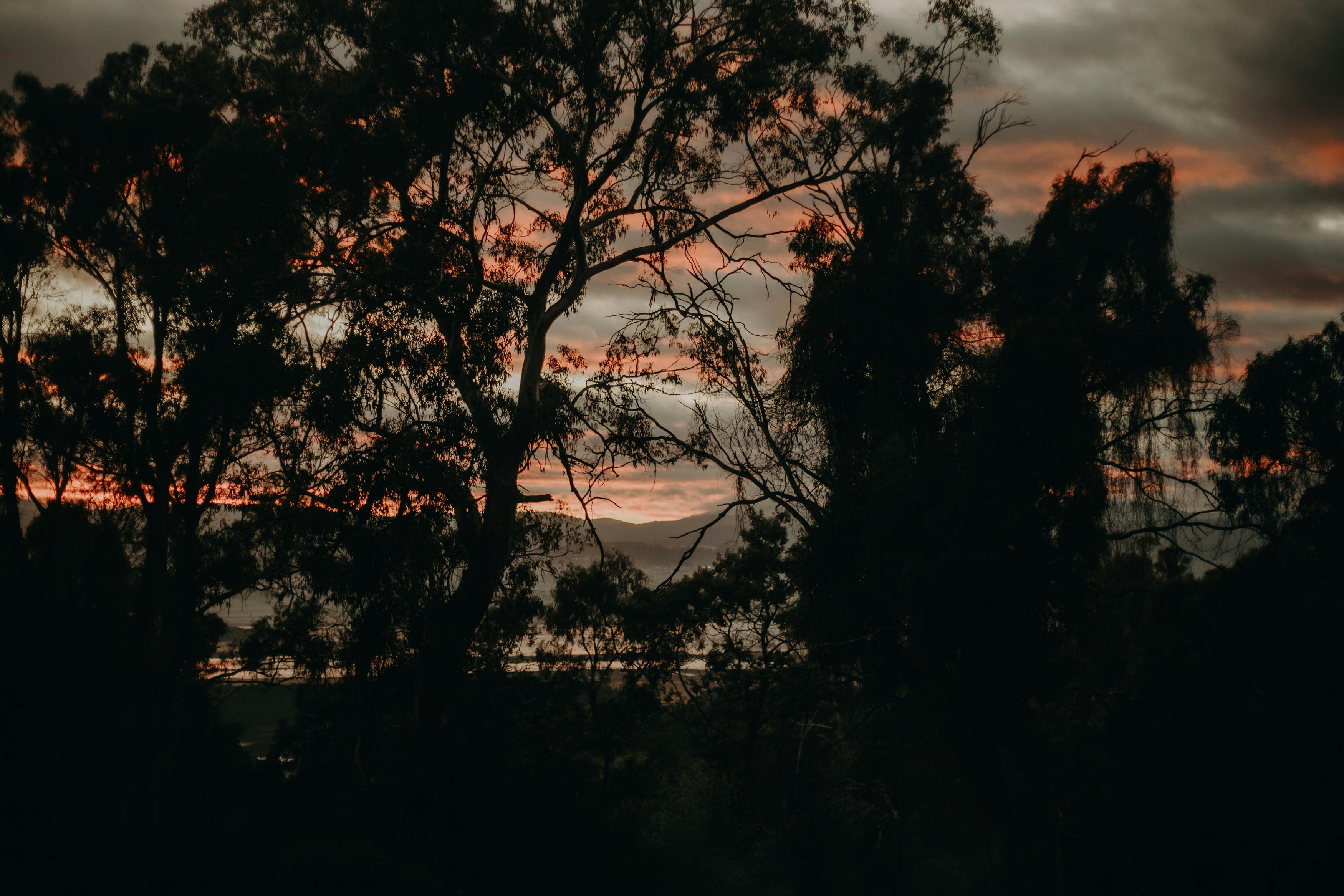 Sunrise over tamar river with trees