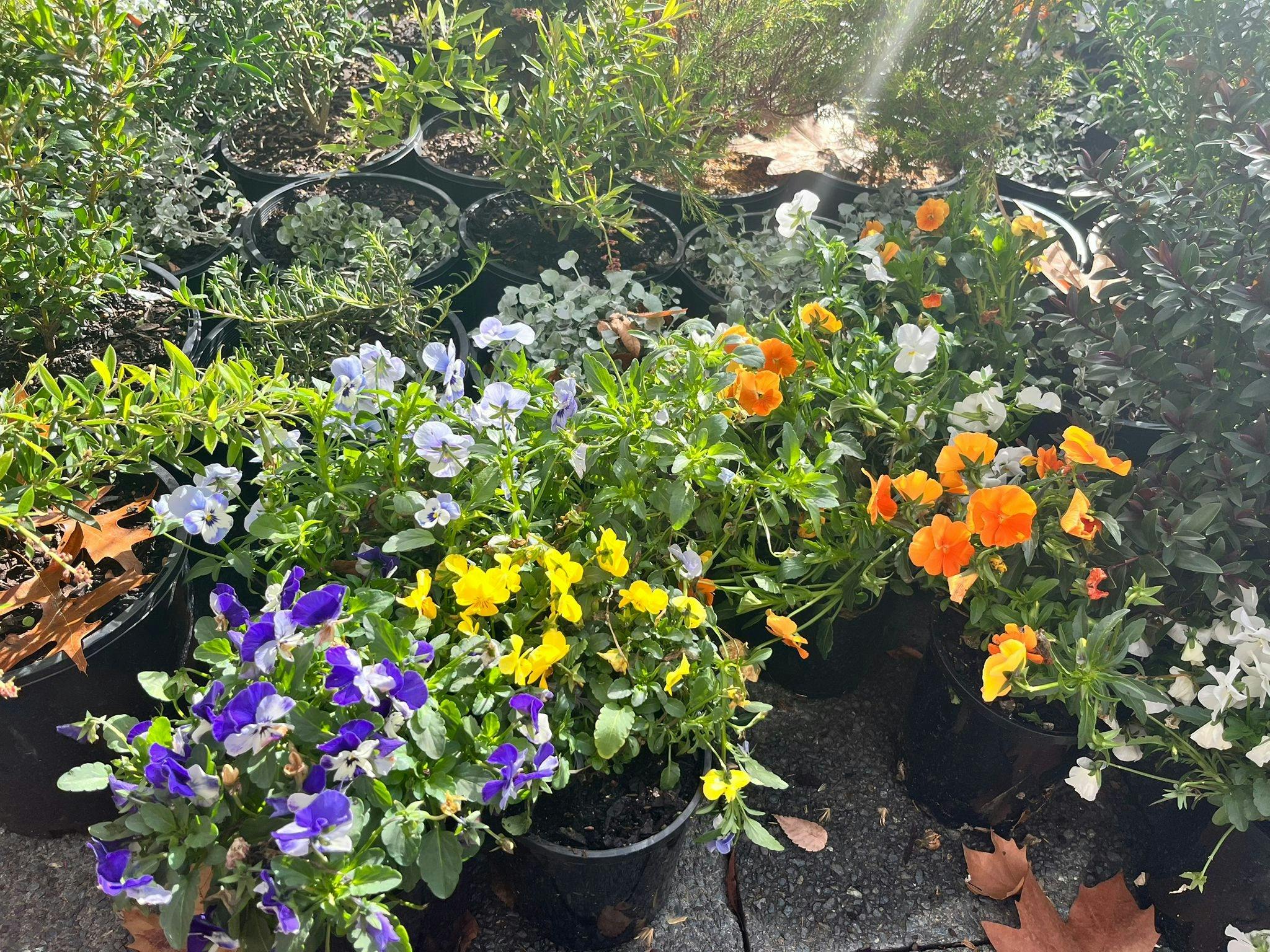 Close up of pots of small flowers