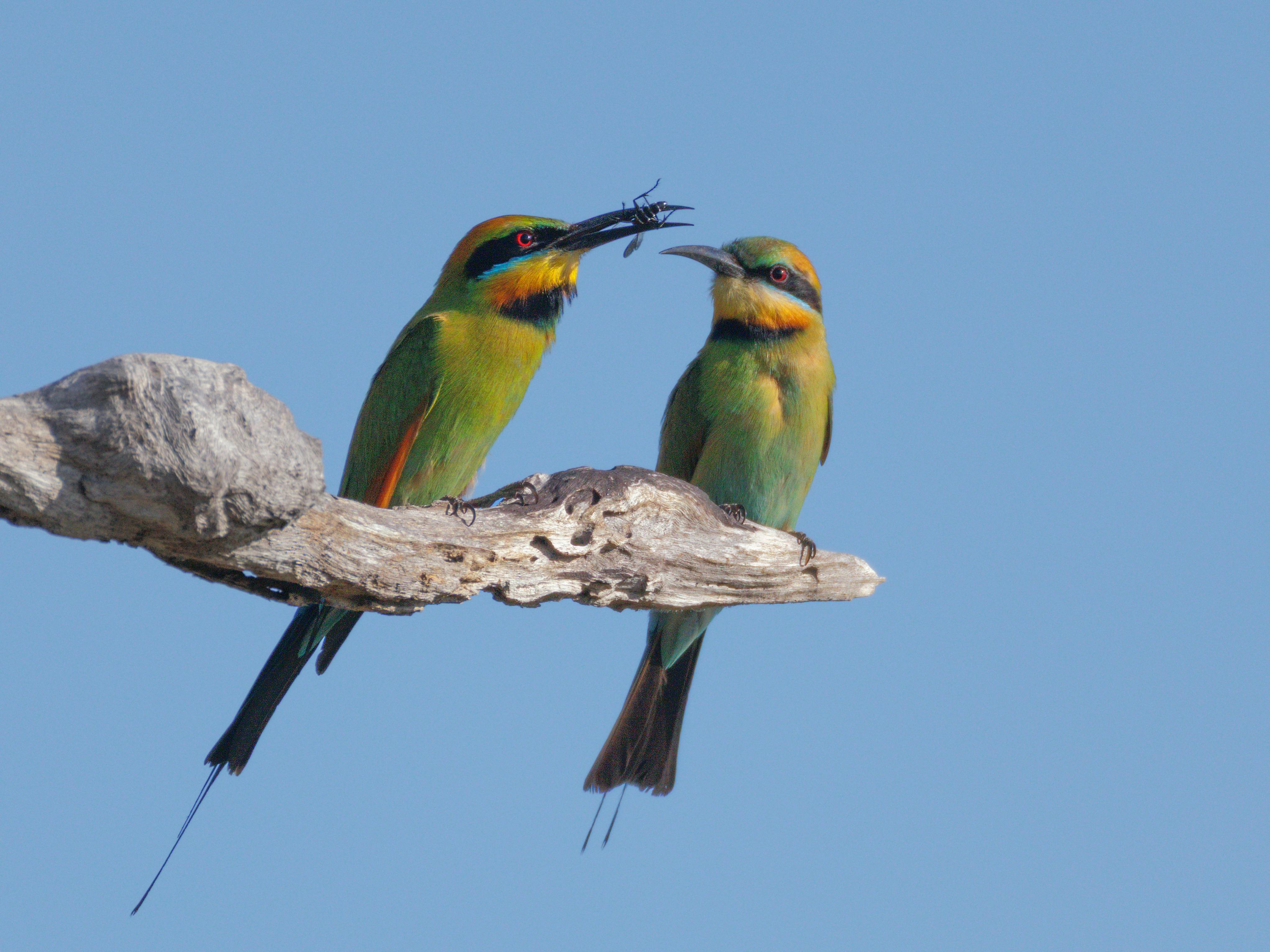 Rainbow Bee-eaters, Merops ornatus, sharing breakfast at Knuckey Lagoon, Darwin, Northern Territory