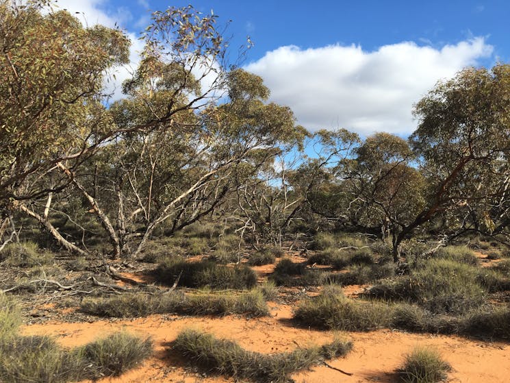 Enjoy the changing landscape of sandy spinifex tracks.
