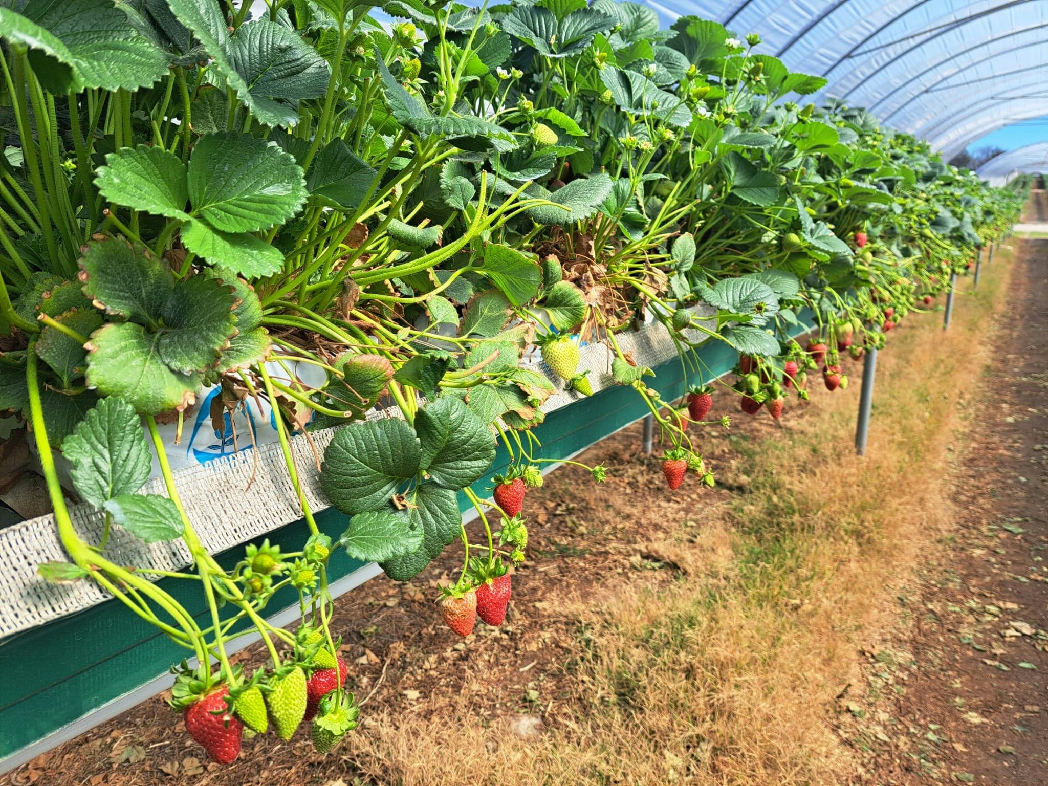 Row of hydroponic berries