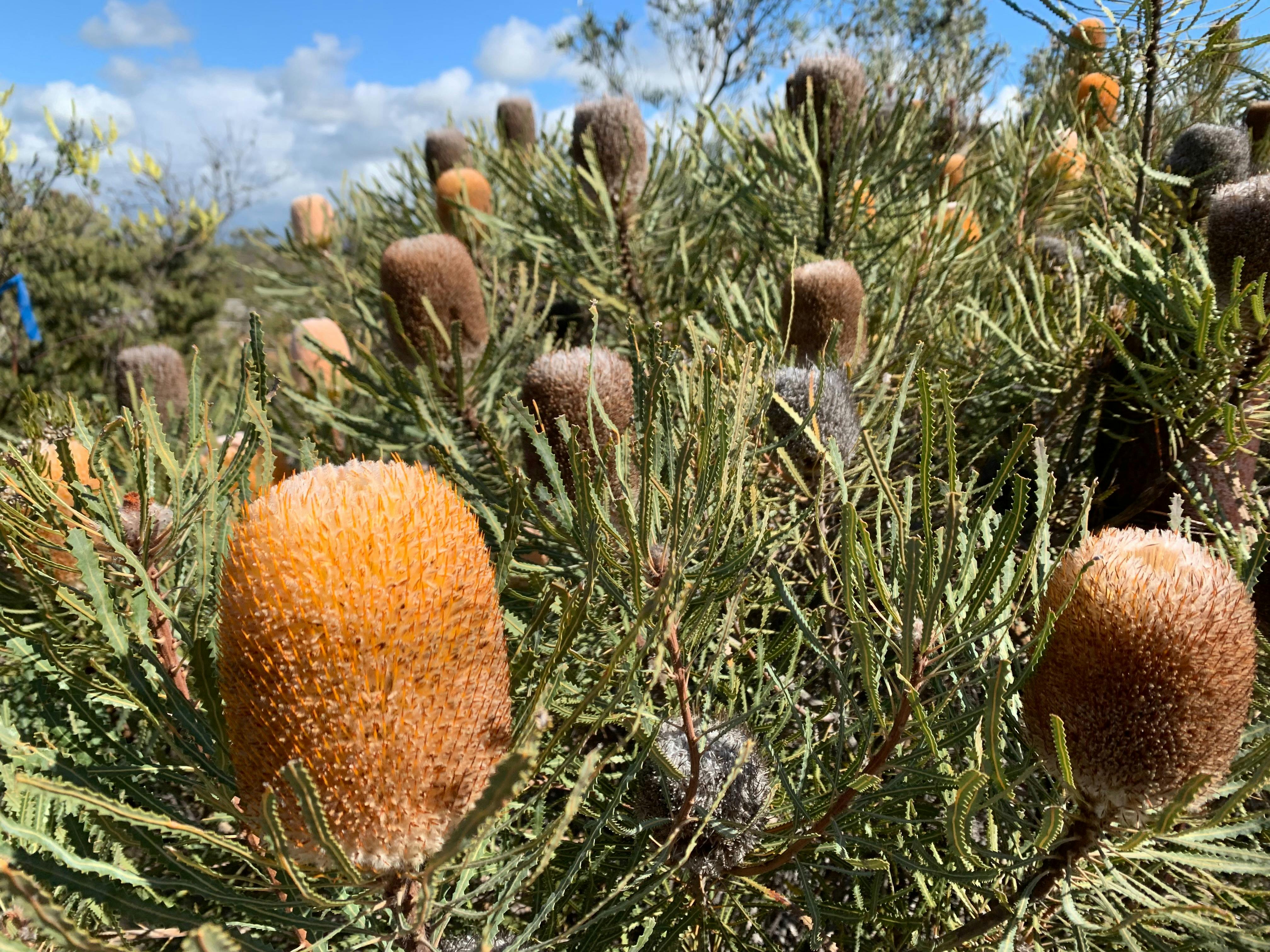 mulitple banksia flowers on a bush