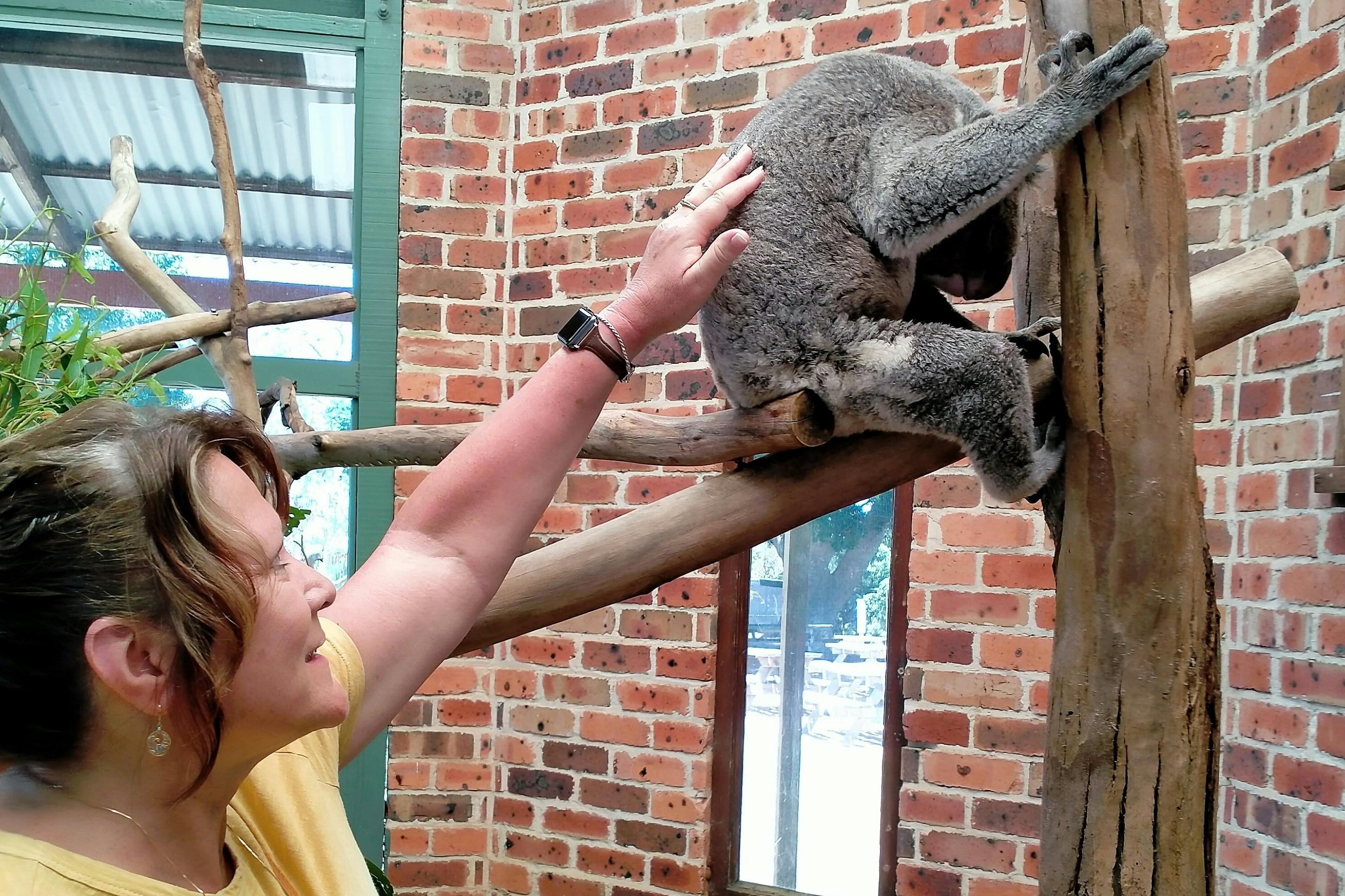 Lady patting a koala at a sanctuary