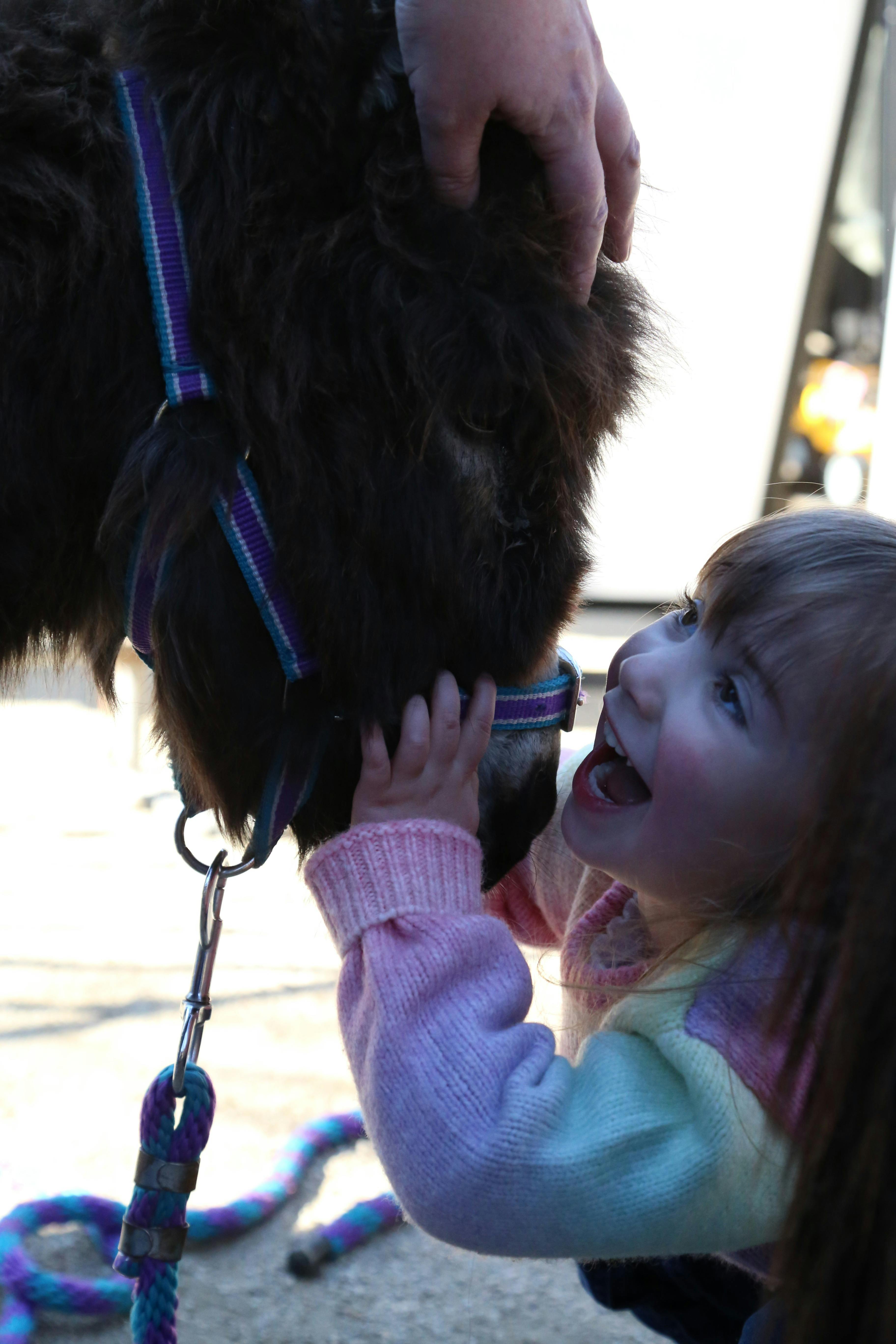 우리 미니 당나귀 중 한 마리와 함께 있는 어린 소녀