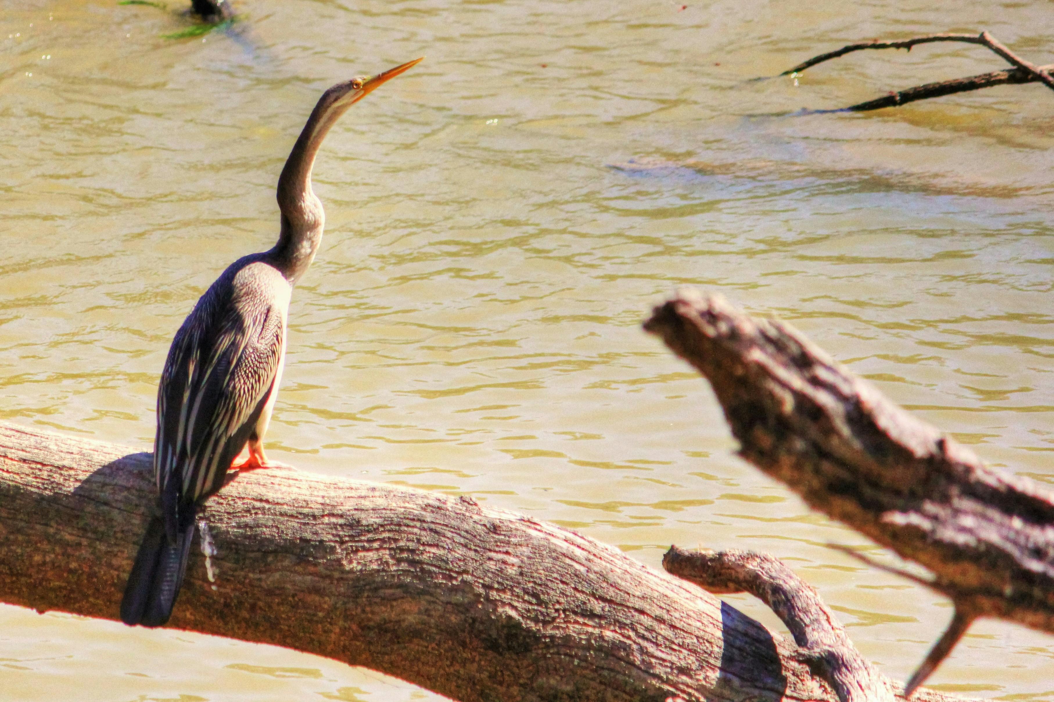 Australasian darter