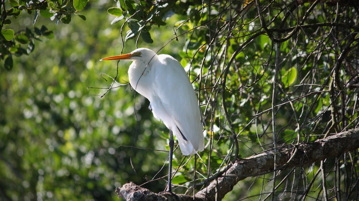 White Heron