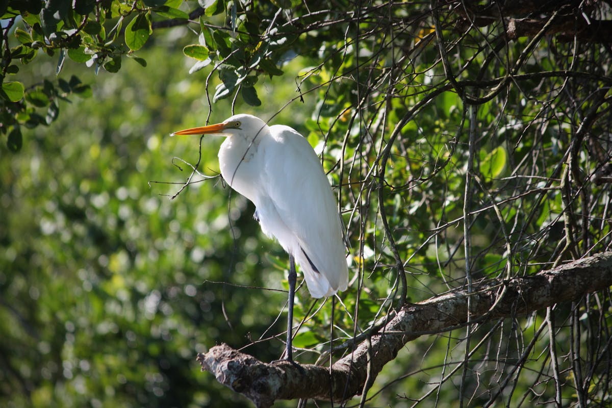 White Heron