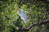 White Heron