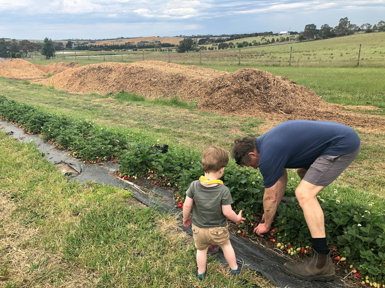 Family picking strawberries