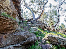 Woolshed Falls Walking Track