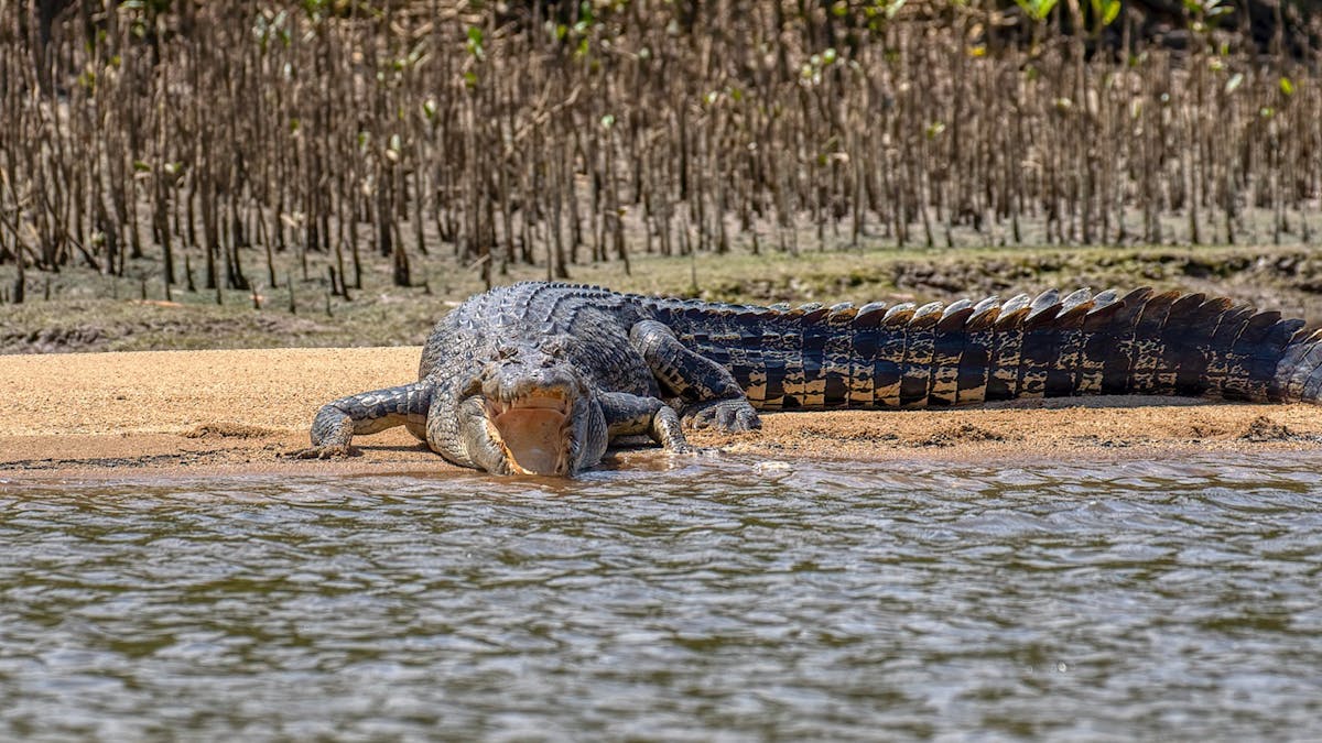 Crocodile