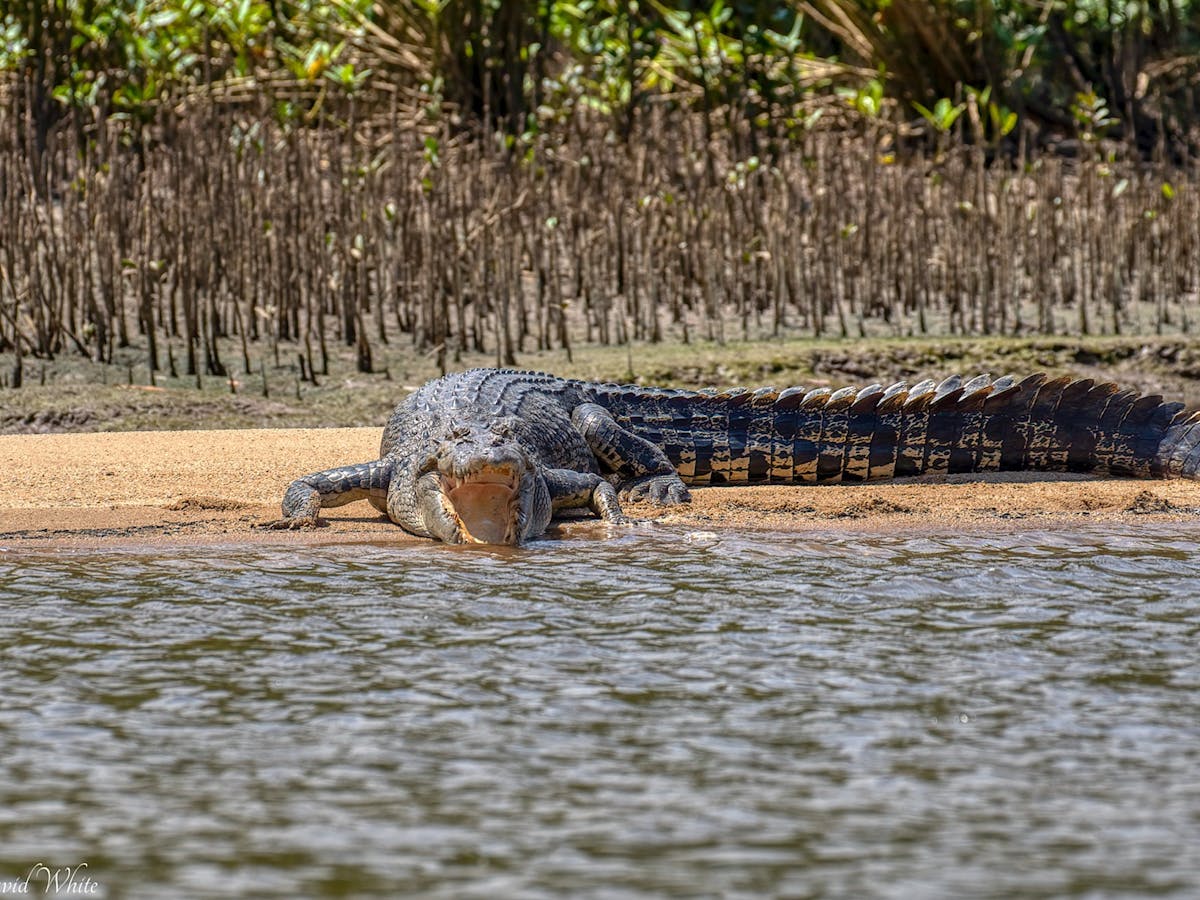 Crocodile