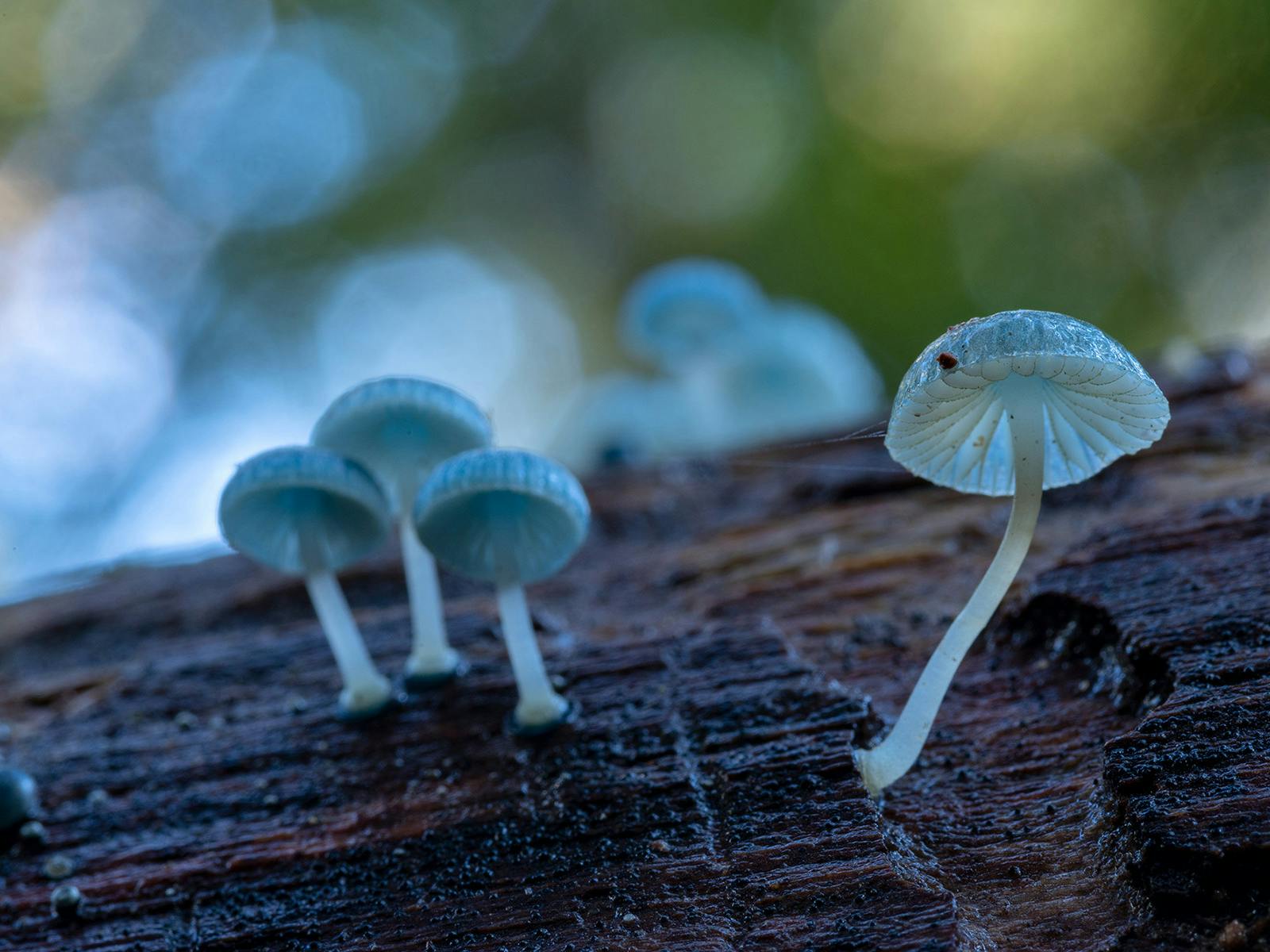 The pixies parasol, a tiny blue fungi at Mt Field