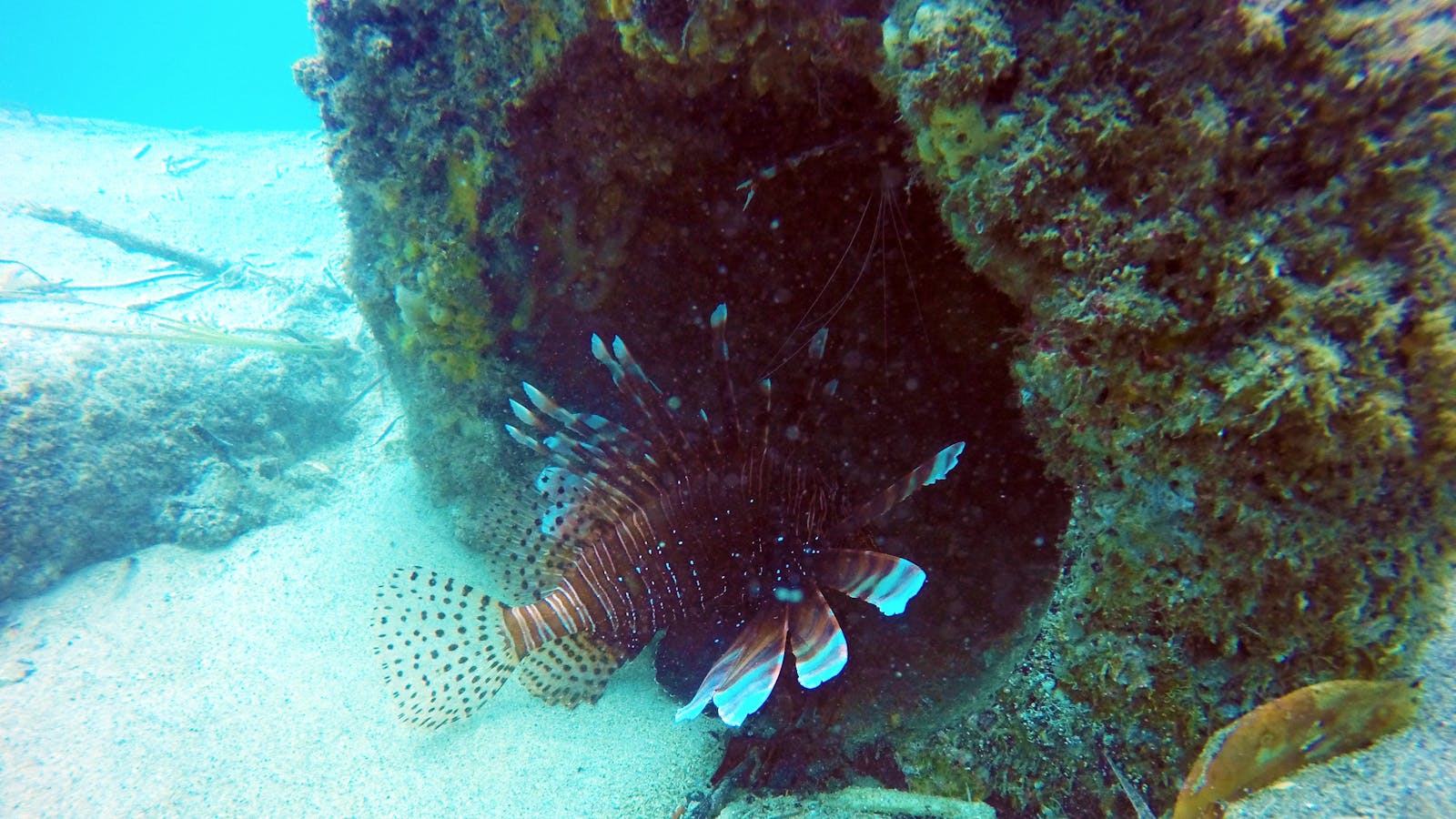 Gold Coast Scuba Diving