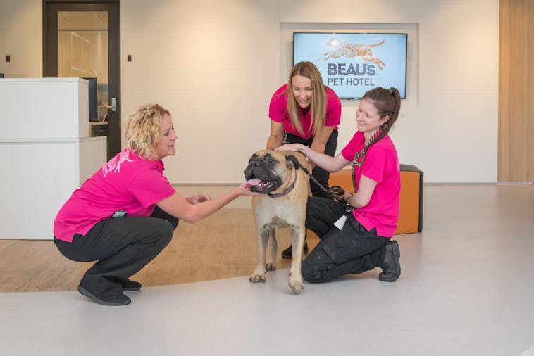 Beaus Pet Hotel