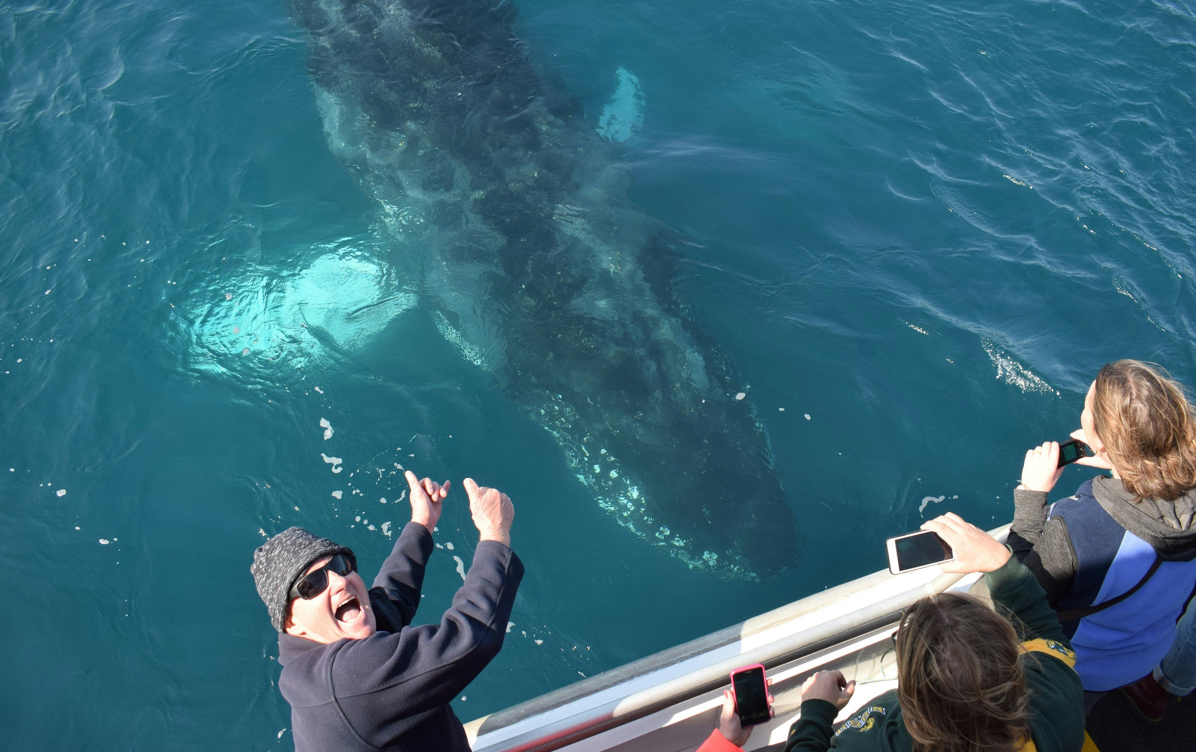 Humpback Whale under the boat
