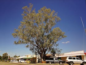 Leichhardt Tree and Main Street
