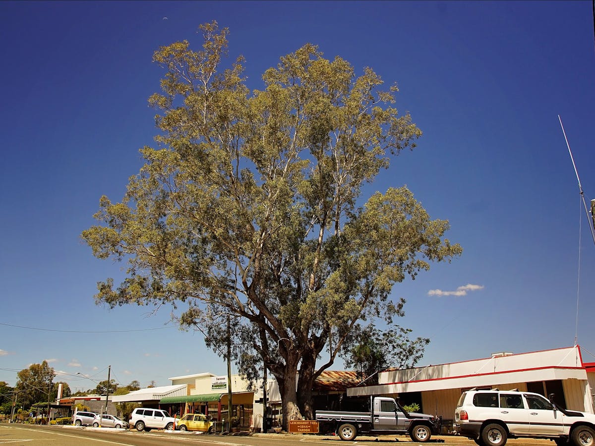 Leichhardt Tree and Main Street Leichhardt Tree and Main Street