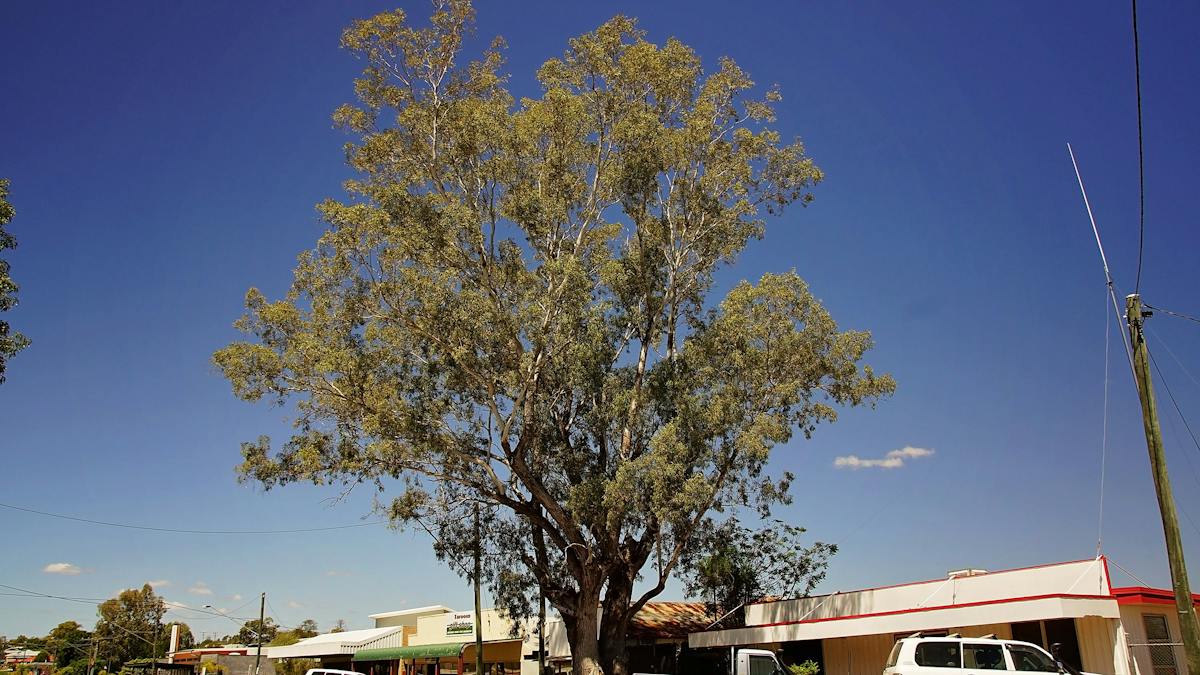 Taroom | Destination-information | Queensland