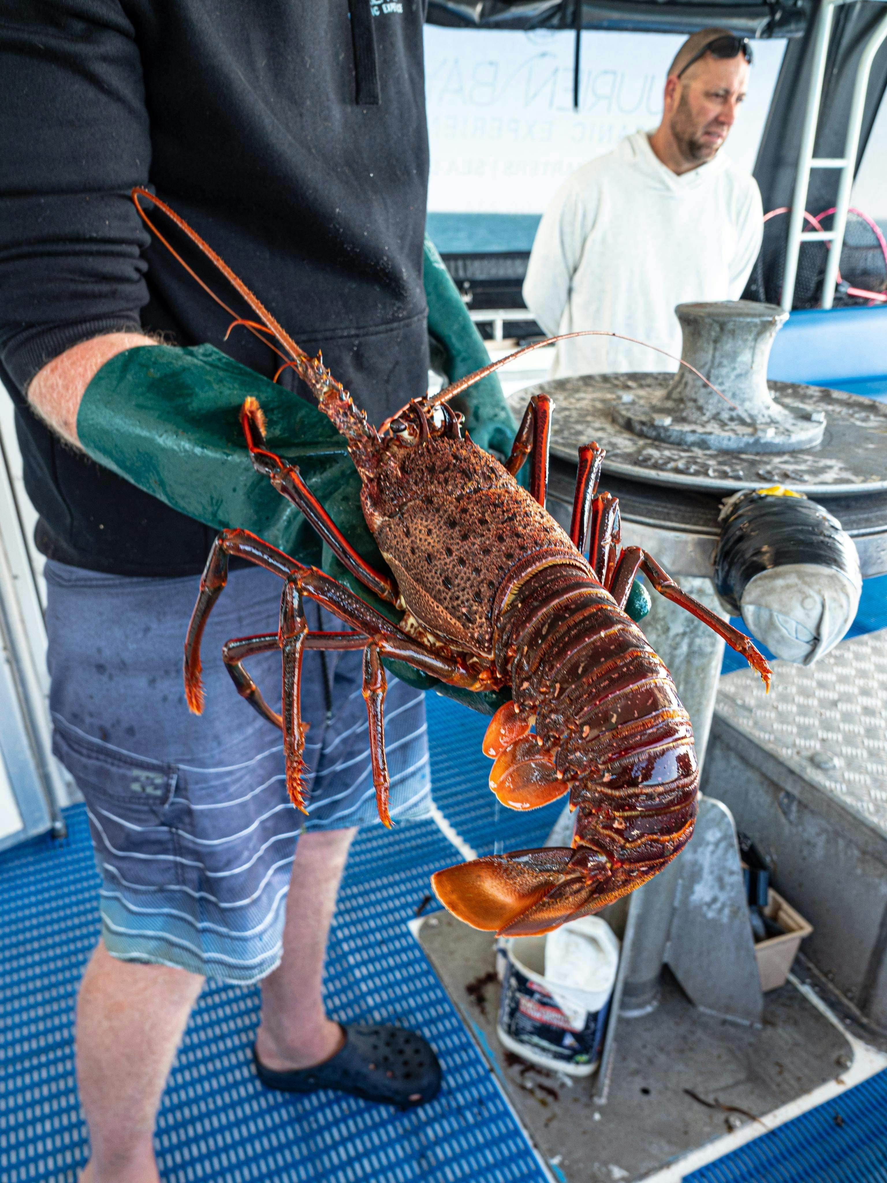 Lobster Tour Jurien Bay
