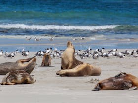 Seals