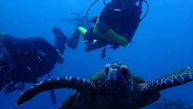 Turtle and diver at the Yongala.