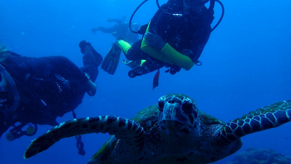 Pleasure Divers Magnetic Island