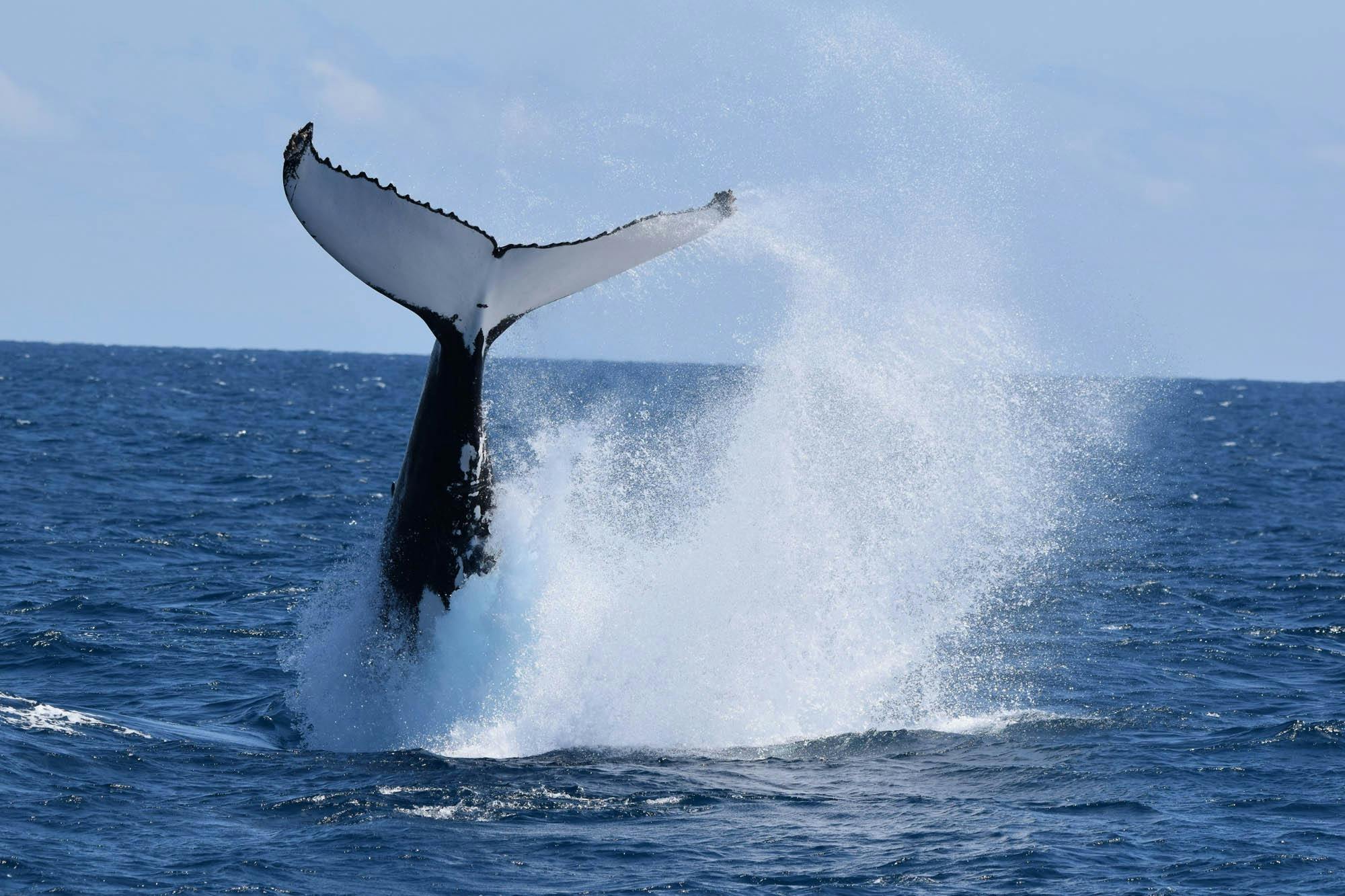 Whale flip