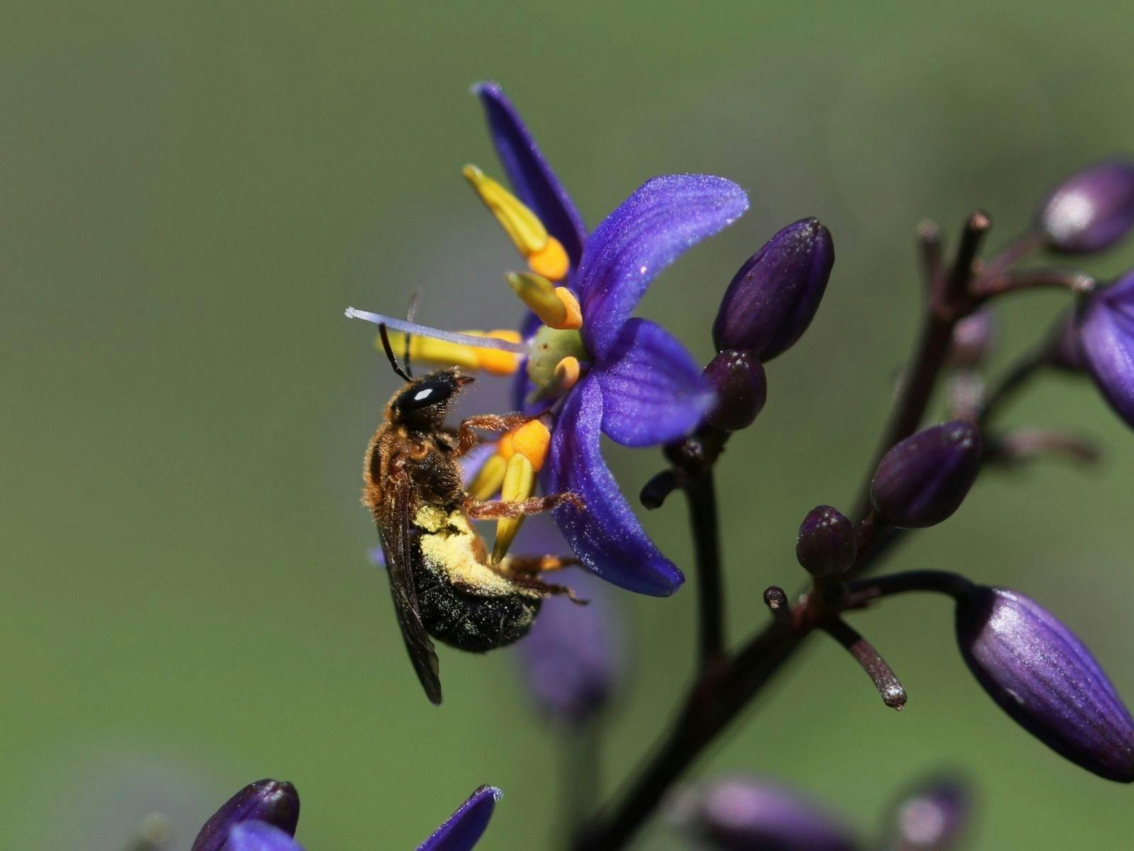 Attracting Native Bees workshop with Alison Mellor