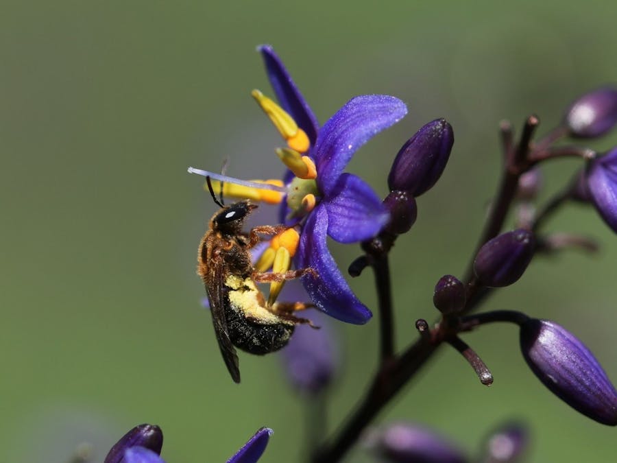 Native bee on a flower