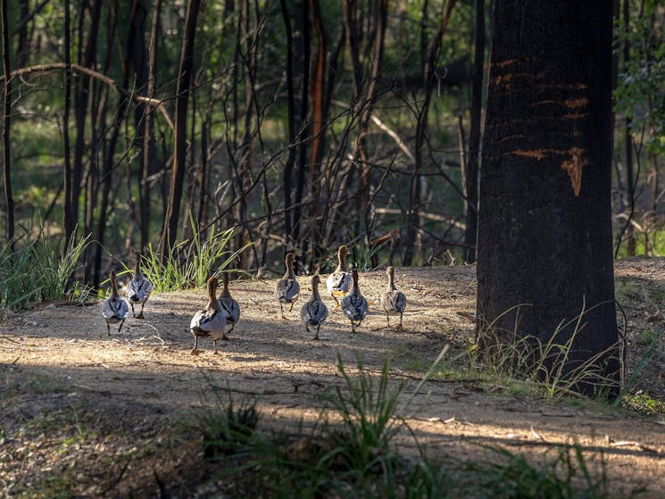 Ducks on the path