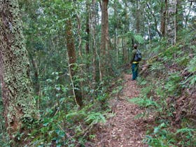 Blackbutt walking track