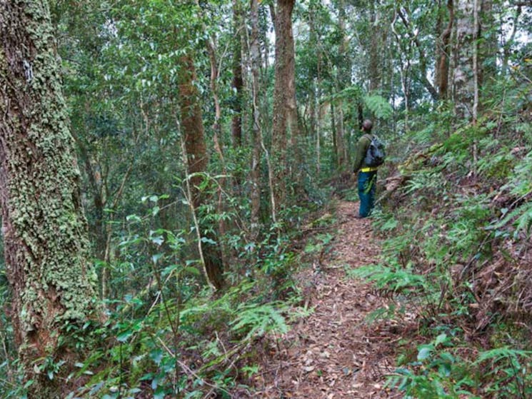 Blackbutt walking track