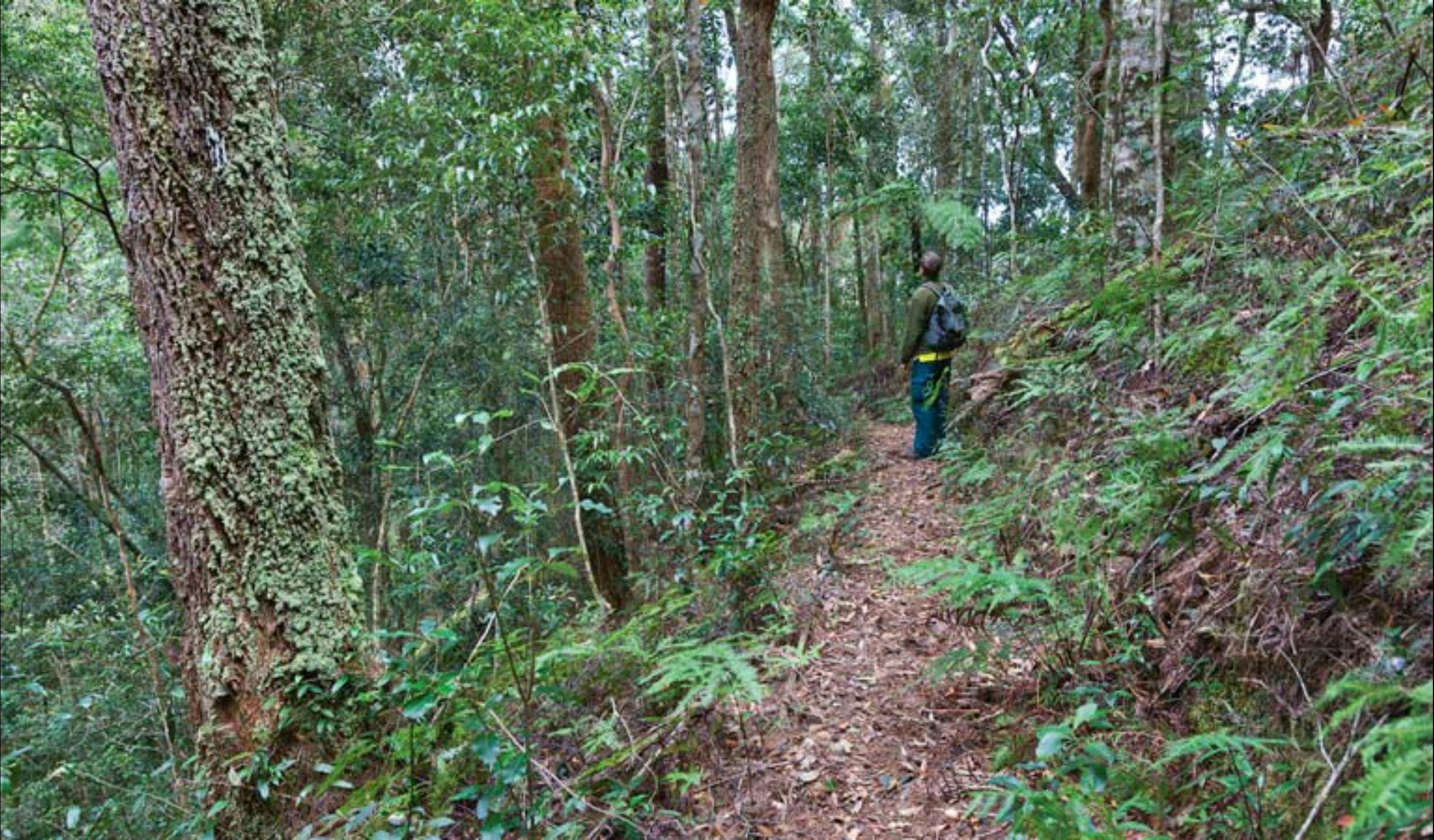 Blackbutt walking track | NSW Holidays & Accommodation, Things to Do