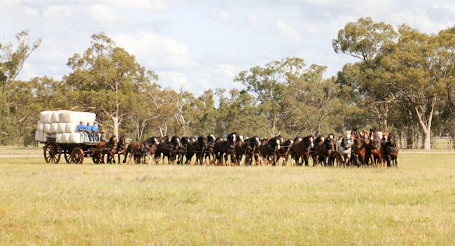 Large team of workhorses pulling a carriage at the Good Old Days Festival