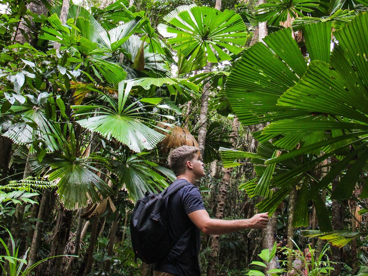 Daintree rainforest boardwalk tour with tropic wings