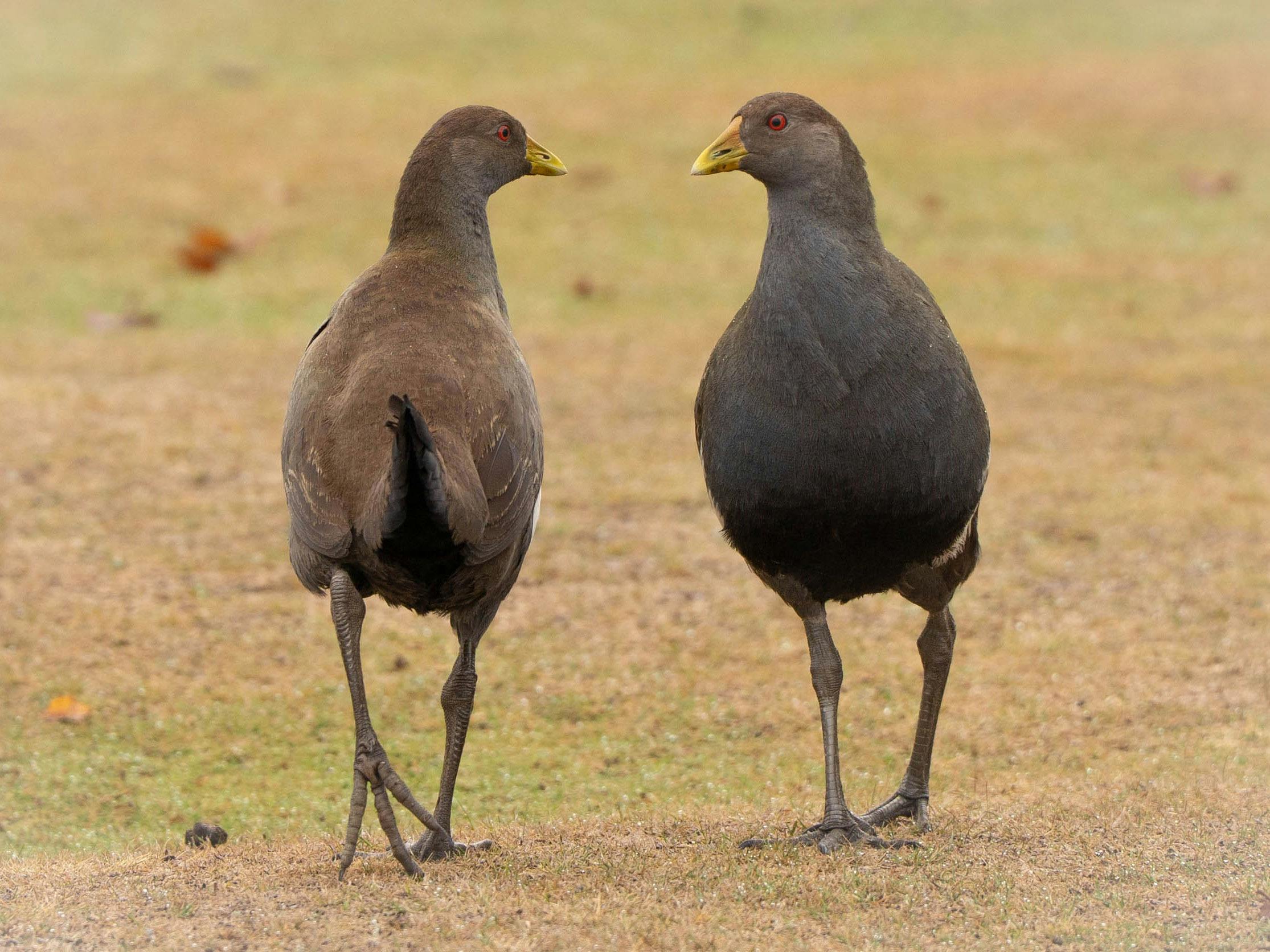 two Tasmanian native hens passing