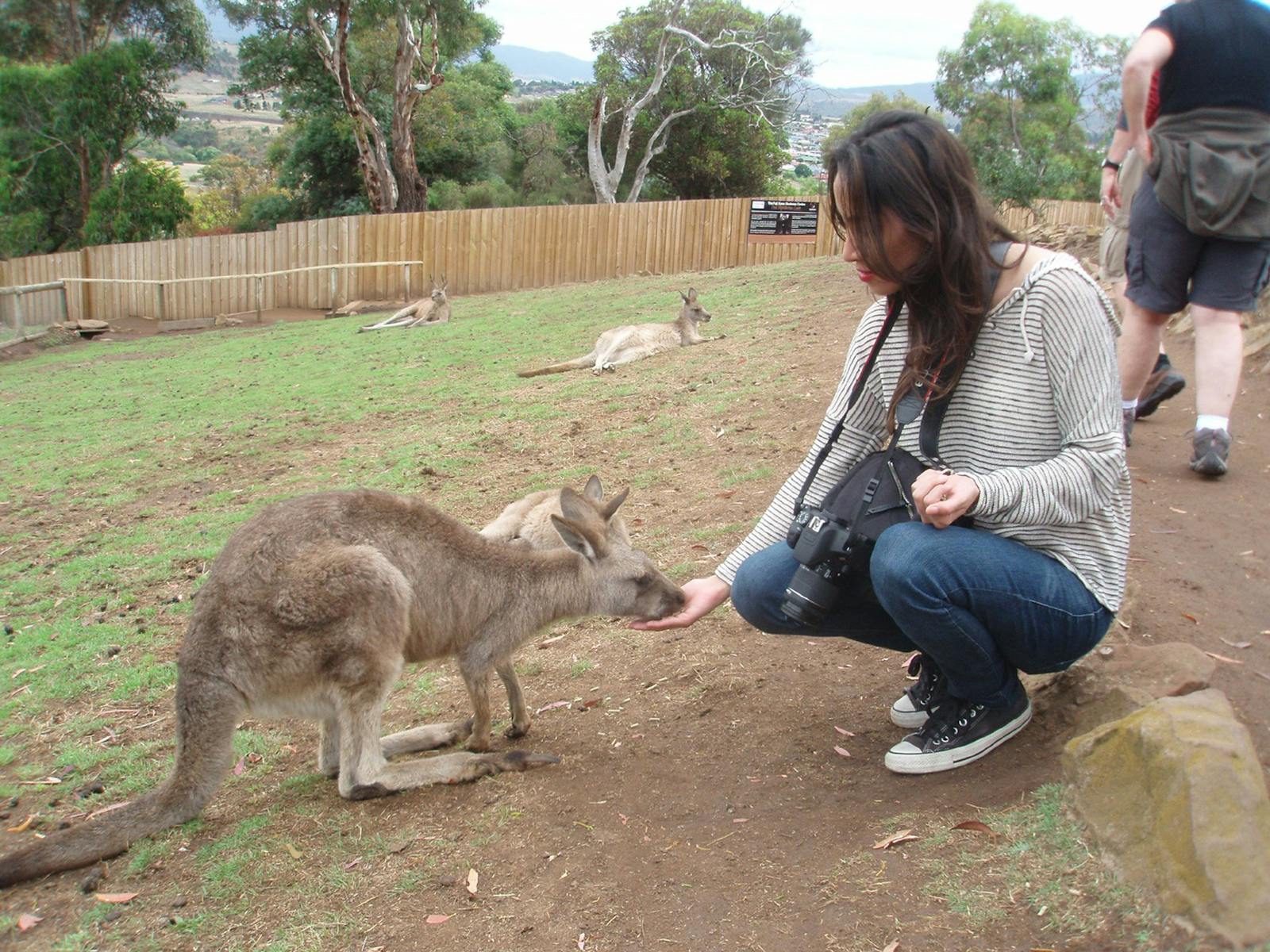 Hand feed Kangaroos