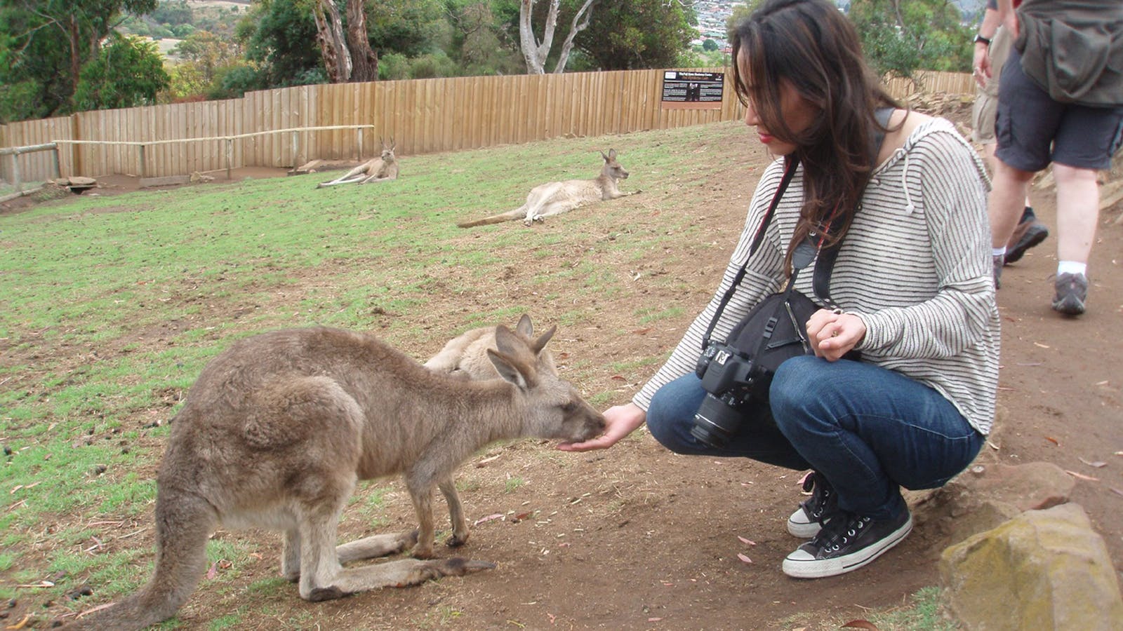 Tasmania Tour Guide