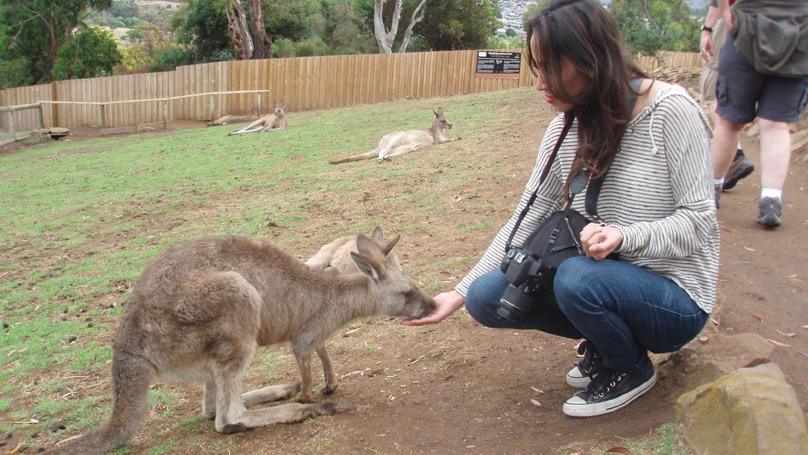 Hand feed Kangaroos