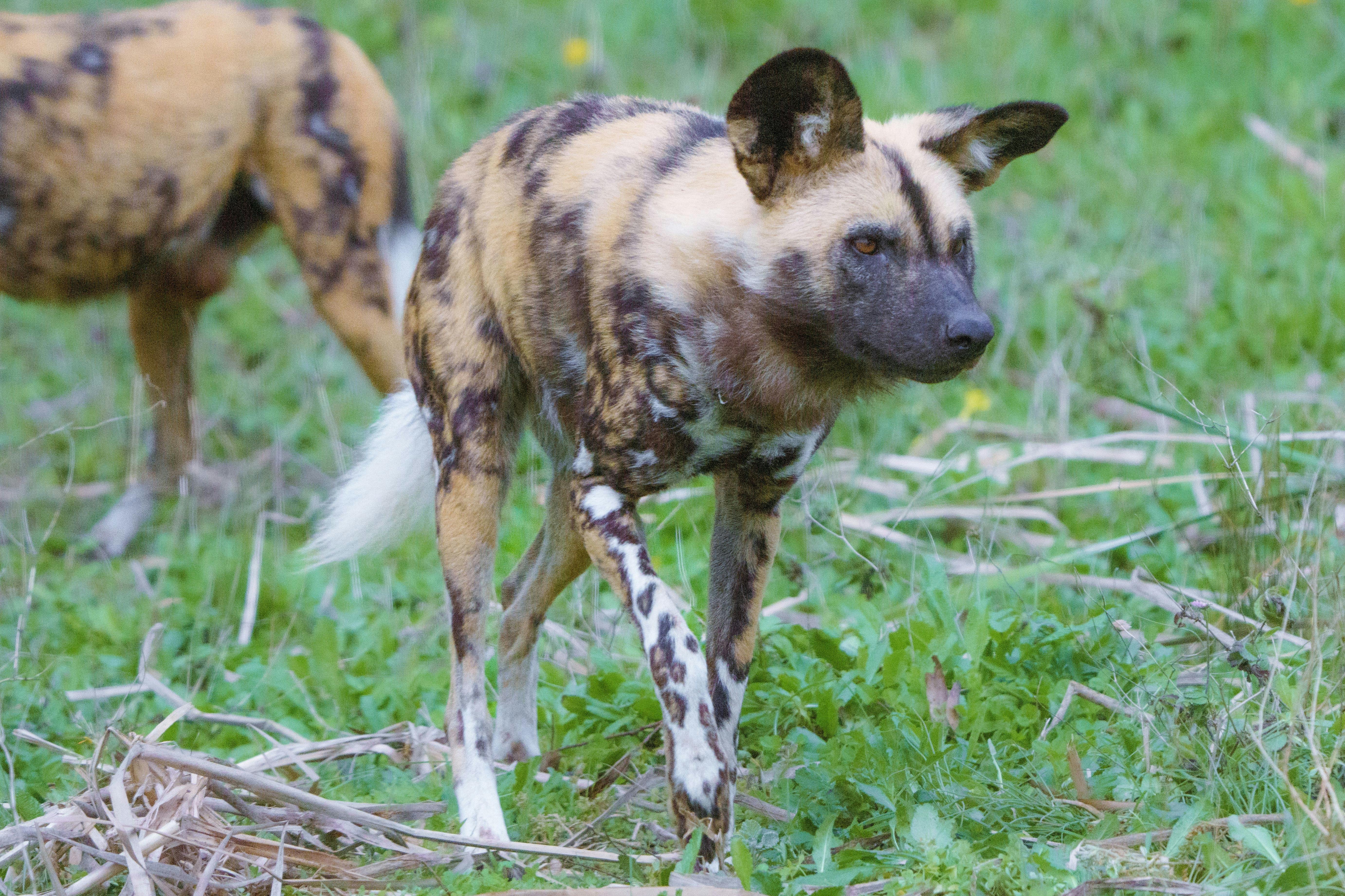 Monarto Zoo