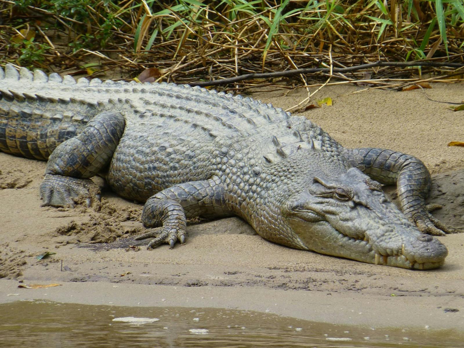 Karumba Cruises Crocodile Tour