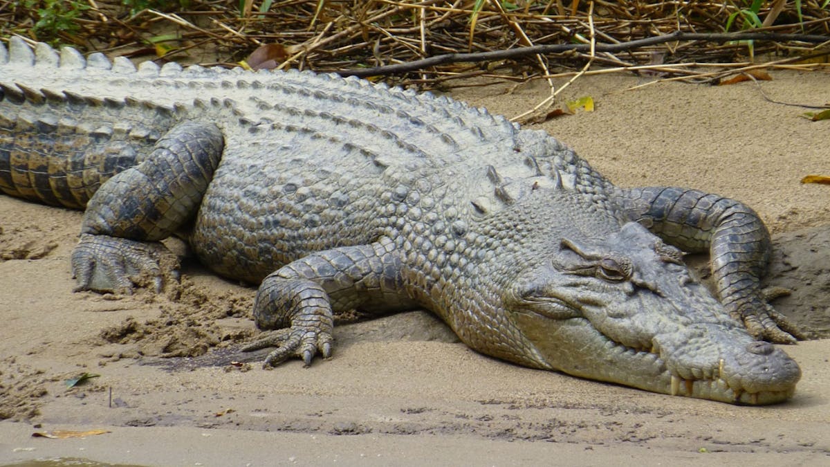 Karumba Cruises Crocodile Tour