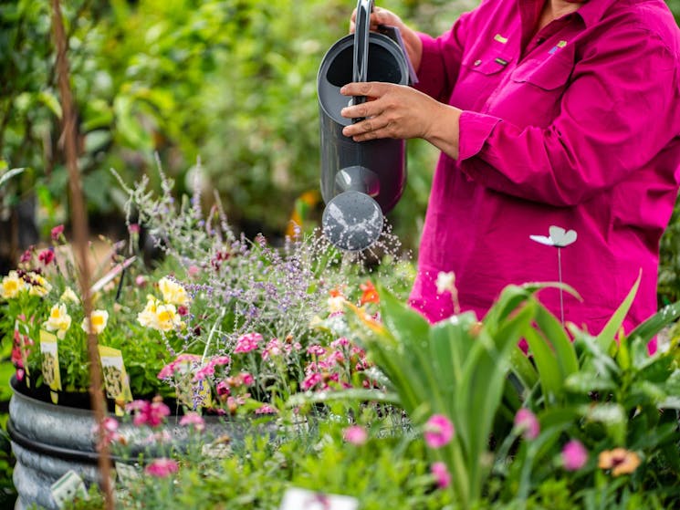 Watering in the garden centre