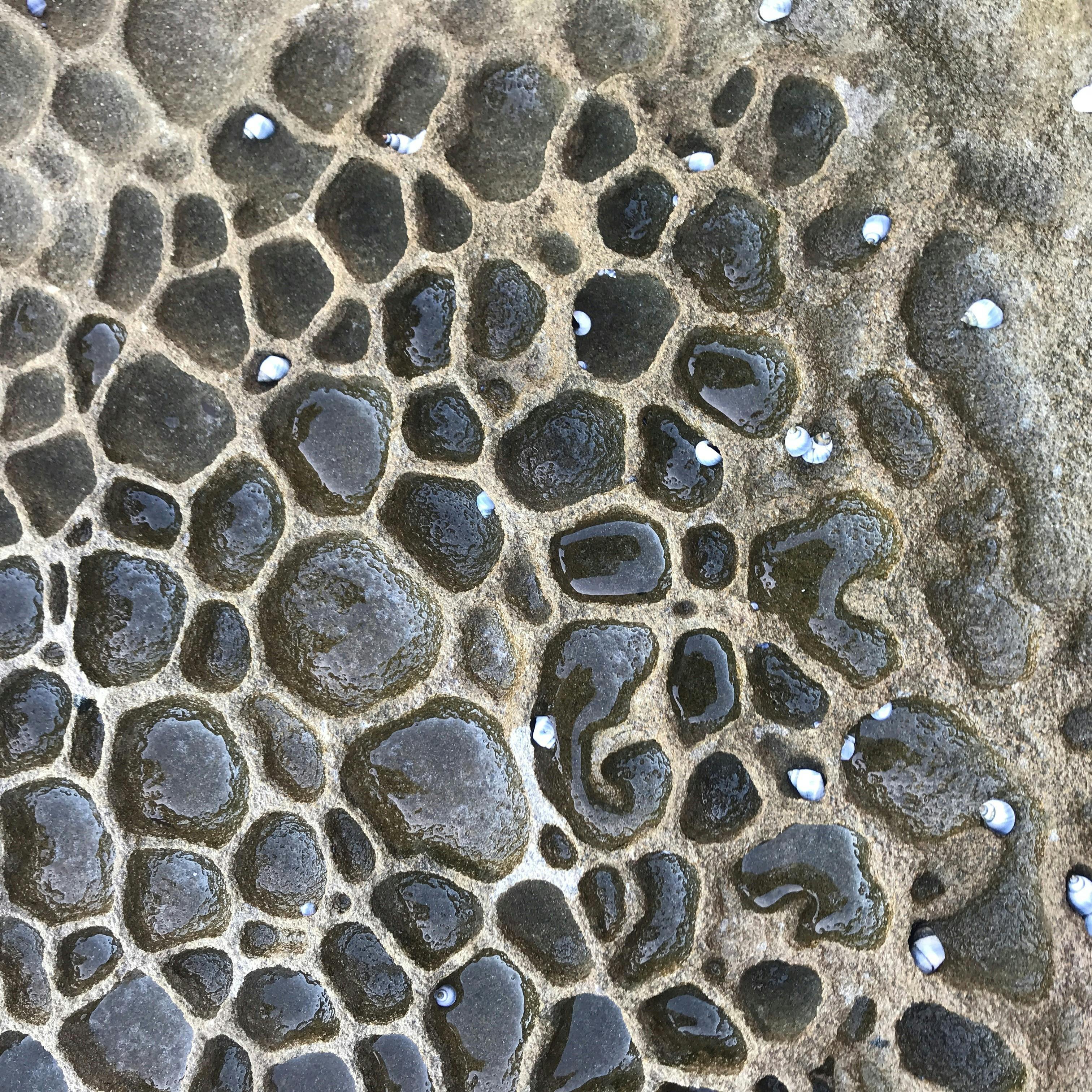 Honeycomb weathering of a sandstone