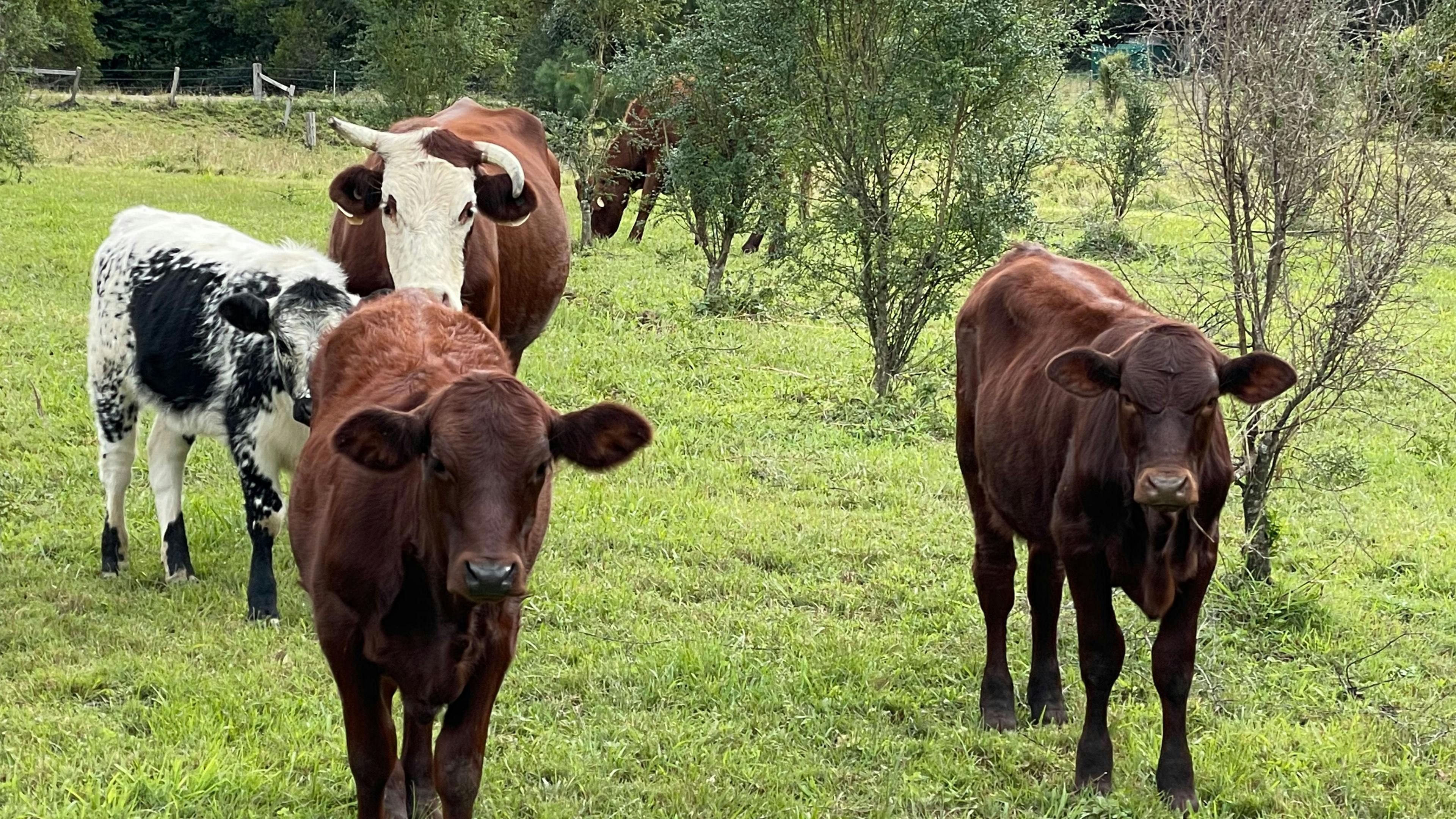 Paradise in The Pocket