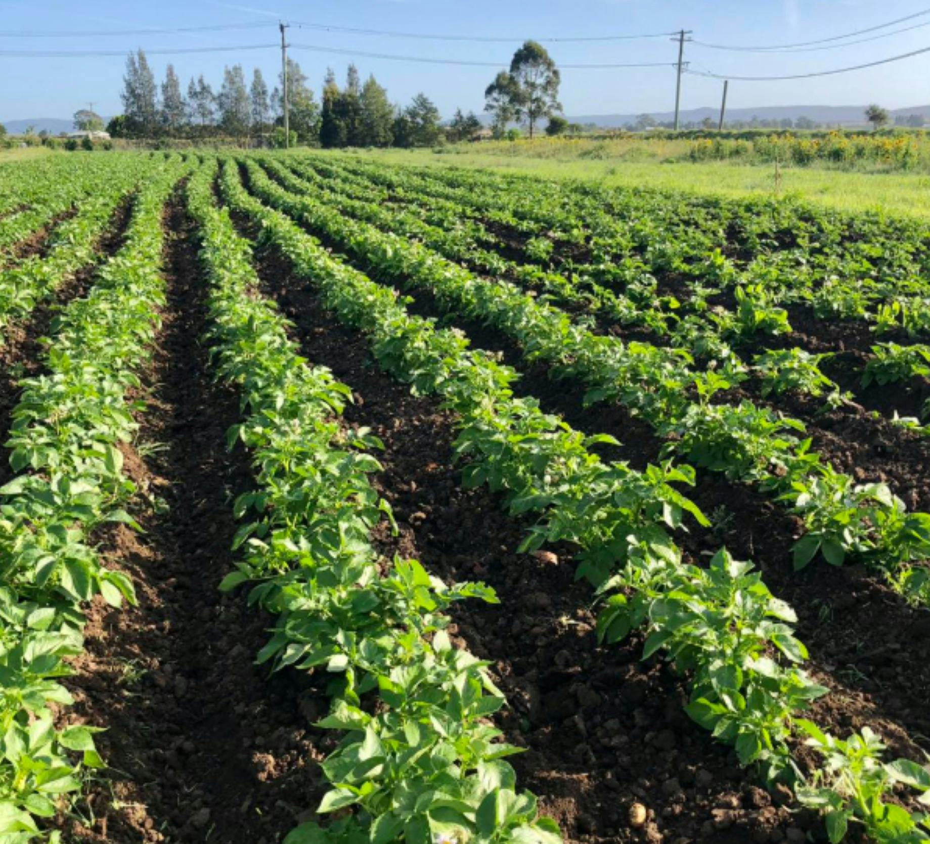 Potato Picking at Phoenix Park Farm
