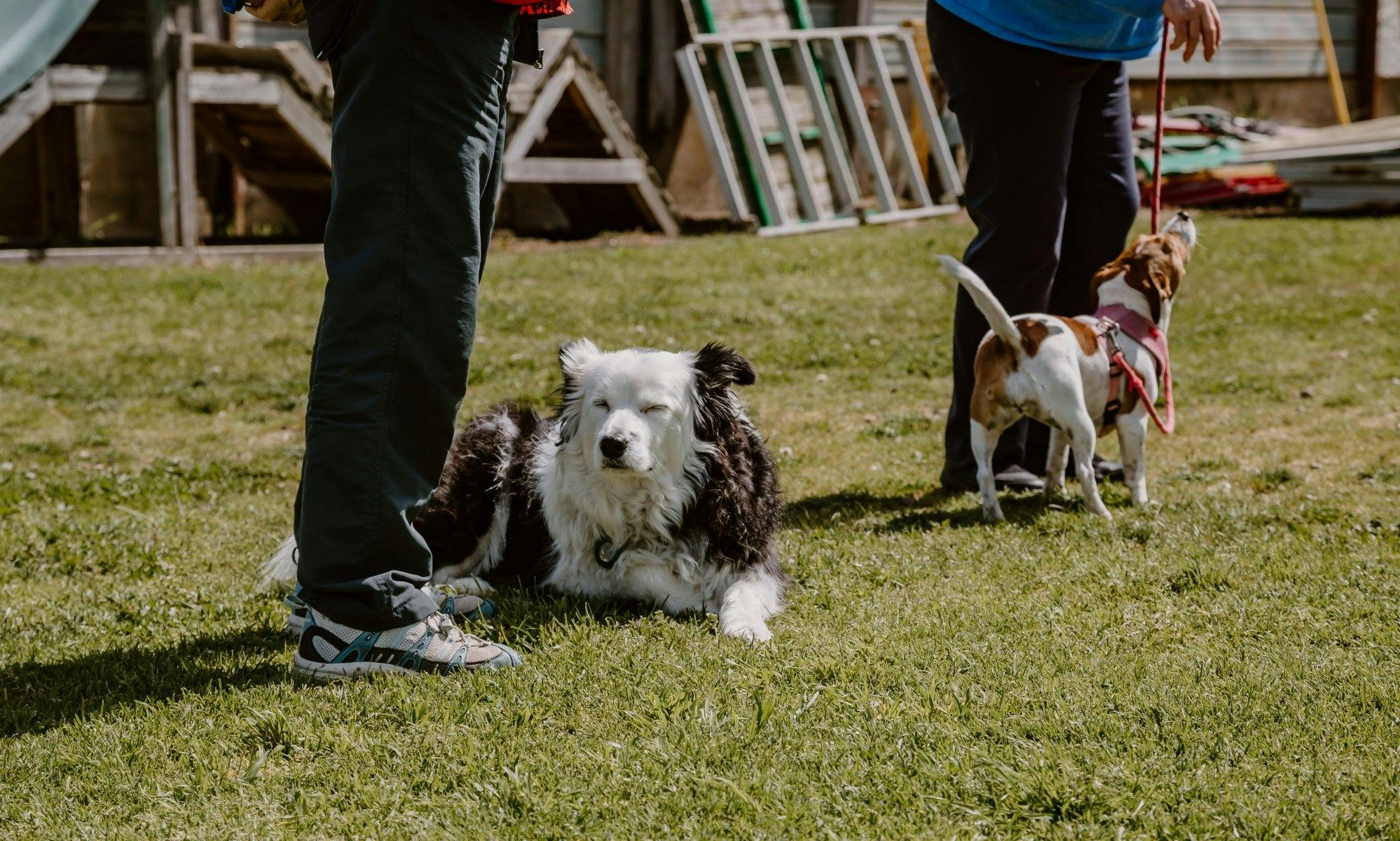 Dogs sitting on grass